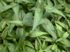越南芫荽——一种新娘闻到就会觉得温馨的野菜.jpg